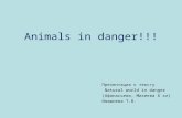Animals in danger!!! Презентация к тексту Natural world in danger (Афанасьева, Михеева 6 кл) Ивашнева Т.В.