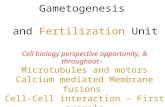 & Cell biology perspective opportunity, throughout- Microtubules and motors Calcium mediated Membrane fusions Cell-Cell interaction – First example Gametogenesis.