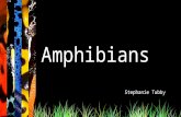 Amphibians Stephanie Tubby. Select a amphibian to learn about: Agalychnis callidryas Rhacophorus nigropalmatus Dendrobatidae Exit.