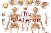 The Skeleton. Two Divisions Axial Appendicular Axial Skeleton.