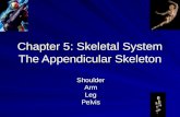 Chapter 5: Skeletal System The Appendicular Skeleton ShoulderArmLegPelvis.