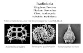 Radiolaria Kingdom: Protista Phylum: Sarcodina Class: Actinopoda Subclass: Radiolaria What is Radiolaria?...See first these images for RADIOLARIA Lamprocyclas.