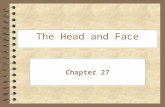 The Head and Face Chapter 27. Preventing Injuries to the Head, Face, Eyes, Ears, Nose, and Throat 4 Wearing proper protective equipment 4 Instruct proper.