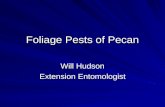 Foliage Pests of Pecan Will Hudson Extension Entomologist.