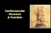 Cardiovascular Structure & Function Cardiovascular Structure & Function
