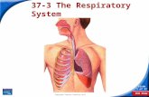 End Show Slide 1 of 37 Copyright Pearson Prentice Hall 37-3 The Respiratory System.