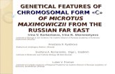 GENETICAL FEATURES OF CHROMOSOMAL FORM «C» OF MICROTUS MAXIMOWICZII FROM THE RUSSIAN FAR EAST GENETICAL FEATURES OF CHROMOSOMAL FORM «C» OF MICROTUS MAXIMOWICZII.
