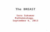 1 The BREAST Sara Sukumar Pathobiology, September 6, 2013.