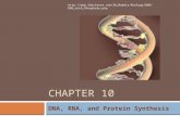 CHAPTER 10 DNA, RNA, and Protein Synthesis .