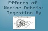 Effects of Marine Debris: Ingestion By Birds. Plastics do not biodegrade or mineralize (go away), but they do photo-degrade when exposed to sunlight,