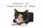 Chapter 13 Regulation of Gene Activity. 1. “Junk DNA” answer questions in your QOD notebook.