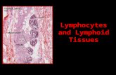 Lymphocytes and Lymphoid Tissues. Basic Pathway Figure 2-3.