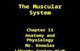 The Muscular System Chapter 11 Anatomy and Physiology Mr. Knowles Liberty Senior High School.