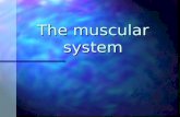 The muscular system. Aims of the session To recap on the skeletal system. To recap on the skeletal system. To understand the structure and function of.