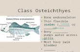 Class Osteichthyes Bone endoskeleton Thin flexible scales (______ or ______) Bony ________ pumps water across gills Most have swim bladder ______ (symmetrical)