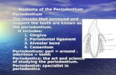 Anatomy of the Periodontium Periodontium The tissues that surround and support the teeth are known as the periodontium. It includes: It includes: 1. Gingiva.