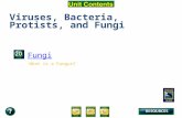 Unit Overview – pages 472-473 Viruses, Bacteria, Protists, and Fungi Fungi What is a Fungus?