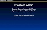Lymphatic System Slides by Barbara Heard and W. Rose. figures from Marieb & Hoehn 9 th ed. Portions copyright Pearson Education.