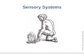 1 Dr W Kolbinger, Sensory Systems (2009) Sensory Systems Picture: Rene Descartes (1596-1650)