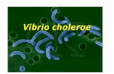 Vibrio cholerae. Cholera Vibrio sp. Gram-negative rods Curves or comma shaped Non-spore forming Highly motile-single polar flagella Associated.