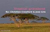 Most grasslands are located between forest and deserts.  About one quarter of the Earth’s land is covered with grasslands.  Tropical grasslands are.