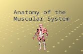 Anatomy of the Muscular System. A Few Facts… There are more than 600 skeletal muscles in the body They constitute 40-50% of our body weight Along with.