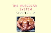 THE MUSCULAR SYSTEM CHAPTER 9. FUNCTIONS OF THE MUSCULAR SYSTEM  pull on bones to accomplish body movements provide muscle tone, maintain posture propel.