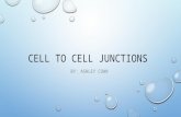 CELL TO CELL JUNCTIONS BY: ASHLEY COHN. SURFACE MARKERS STRUCTURE VARIABLE, INTEGRAL OR GLYCOLIPIDS IN PLASMA MEMBRANE. FUNCTION IDENTIFY THE CELL EXAMPLE.