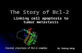 The Story of Bcl-2 Linking cell apoptosis to tumor metastasis Crystal structure of Bcl-2 complex By Yaming Wang.