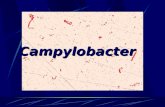 Campylobacter Campylobacter Among the most widespread cause of infection in the world. Cause both diarrheal and systemic diseases Campylobacter jejuni.