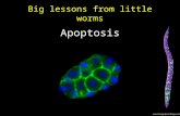 Big lessons from little worms Apoptosis worm Image from Mingxue Cui.
