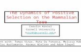 1 The Dynamics of Positive Selection on the Mammalian Tree Carolin Kosiol Cornell University ck285@cornell.edu Joint with: Tomas Vinar, Rute Da Fonseca,