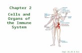Chapter 2 Cells and Organs of the Immune System Sept 26,28 & Oct 3, 2006.