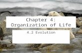 Chapter 4: Organization of Life 4.2 Evolution. Evidence of Evolution Comparative Anatomy –Atavisms A recurrence of a trait from ancestral origin –Small.