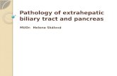 Pathology of extrahepatic biliary tract and pancreas MUDr. Helena Skálová.