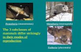 The 3 subclasses of mammals differ strikingly in their modes of reproduction Prototheria (monotremes)Metatheria (marsupials) Eutheria (placentals)