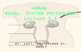 HUMAN RENAL SYSTEM PHYSIOLOGY Lecture 3,4 BY: LECT. DR. ZAINAB AL- AMILY.