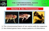 Section B: Sex Chromosomes THE CHROMOSOMAL BASIS OF INHERITANCE 1.The chromosomal basis of sex varies with the organism 2.Sex-linked genes have unique.