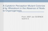 A Cytokinin Perception Mutant Colonized by Rhizobium in the Absence of Nodule Organogenesis From: 2007 Jan SCIENCE Vol315 5.