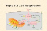 Topic 8.2 Cell Respiration. 8.2 (U1) Cell respiration involves the oxidation and reduction of compounds. As organic molecules are broken down during catabolic.