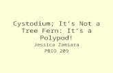 Cystodium; It’s Not a Tree Fern: It’s a Polypod! Jessica Zamiara PBIO 209.