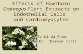 Effects of Hawthorn Crataegus Plant Extracts on Endothelial Cells and Cardiomyocytes By Linda Phan Mentor: Dr. Theresa Filtz.