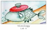 Virology Lab 6. Definitive Properties of Viruses An infectious, obligate intracellular parasite Viral genome comprised of either DNA or RNA Within an.