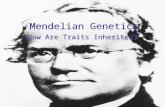 Mendelian Genetics How Are Traits Inherited?. Gregor Mendel Raised on farm and understood the value of plant breeding. At 21, entered priesthood and studied.