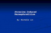 Atrazine-Induced Hermaphroditism By: Michelle Lin.