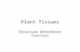 Plant Tissues Structure Determines Function. I.Overview of Names A.Meristem tissues (mitotic) 1.primary meristem (length) 2. secondary meristem (girth)