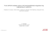 Tre1 GPCR initiates germ cell transepithelial migration by regulating E-cadherin Prabhat S. Kunwar, Hiroko Sano, Andrew D. Renault, Vitor Barbosa, Naoyuki.