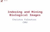 CMU SCS Indexing and Mining Biological Images Christos Faloutsos CMU.