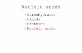 Nucleic acids Carbohydrates Lipids Proteins Nucleic acids