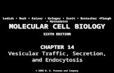 MOLECULAR CELL BIOLOGY SIXTH EDITION MOLECULAR CELL BIOLOGY SIXTH EDITION Copyright 2008 © W. H. Freeman and Company CHAPTER 14 Vesicular Traffic, Secretion,